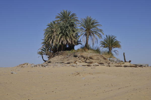 White desert - small oasis