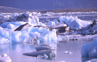 Jökulsarlon