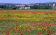 Mohnfeld bei Nimes