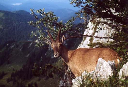 Steinbock - Benediktenwand